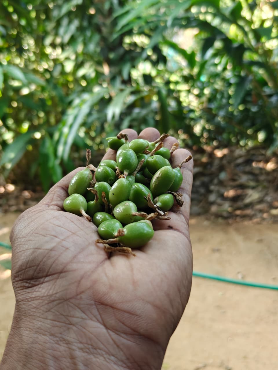Freshly hand-picked green cardamom held in hand at an Udumbanchola plantation
